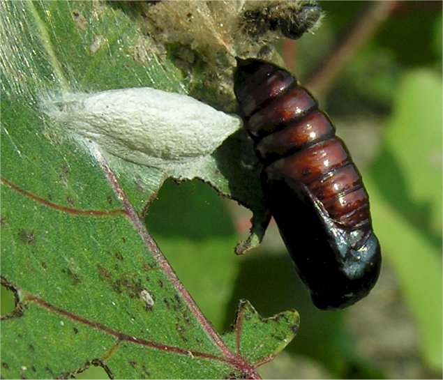 larve di lepidottero defoliatore: Clostera anastomosis